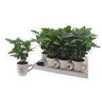 COFFEA ARABICA BÖGRÉS