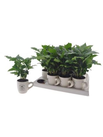 COFFEA_ARABICA_BoGReS COFFEA ARABICA BÖGRÉS