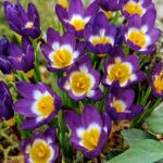 CROCUS MINI TRICOLOR