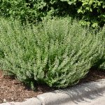 Calamintha nepeta ssp. nepeta (Mirigyes pereszlény)