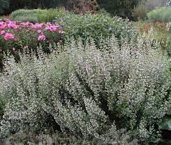 Calamintha nepeta 'Triumphator' (Mirigyes pereszlény)