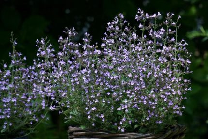 Calamintha nepeta 'Blue Cloud' (Mirigyes pereszlény)
