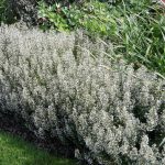 Calamintha nepeta 'White Cloud' (Mirigyes pereszlény)