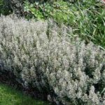 Calamintha sylvatica 'Menthe' (Erdei pereszlény)