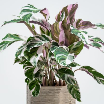 Calathea 'Fusion White' – Tarka zebralevél