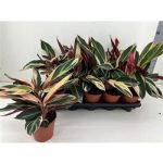 Calathea TRIOSTAR