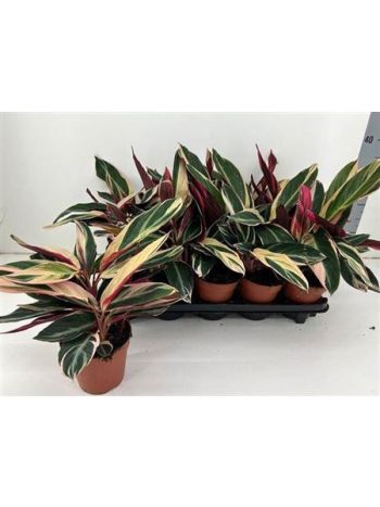 Calathea TRIOSTAR