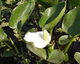 Calla palustris - Sárkánygyökér - kerti tavi növény