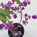Callicarpa bodinieri - Kínai lilabogyó