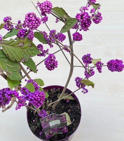 Callicarpa bodinieri - Kínai lilabogyó