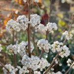 Callicarpa bodinieri 'Magical Snowstar'® -