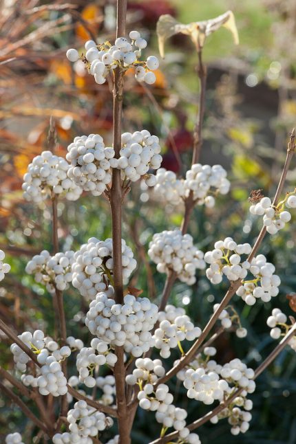 Callicarpa bodinieri 'Magical Snowstar'® -