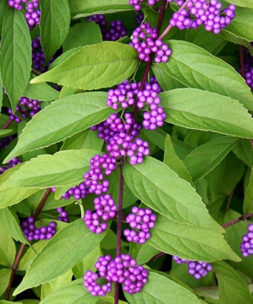 Callicarpa_dichotoma_Issai Callicarpa dichotoma Issai