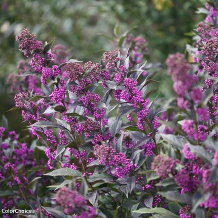 Callicarpa x 'Pearl Glam'® -