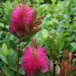 Callistemon viminalis 'Hot Pink' -