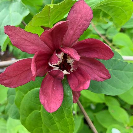 Calycanthus 'Hartlage Wine' -