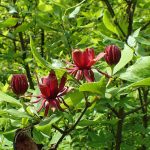Calycanthus floridus -