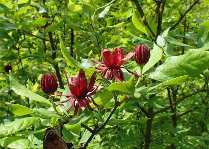 Calycanthus floridus -