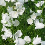 Campanula carpatica 'Jenny' (Kárpáti harangvirág)