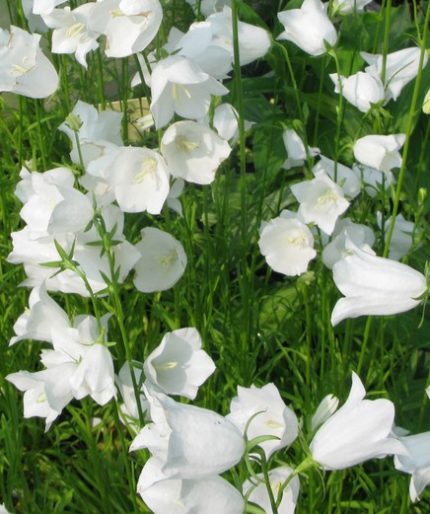 Campanula carpatica 'Jenny' (Kárpáti harangvirág)