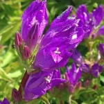 Campanula punctata 'Vine'n Rubies' (Pettyegetett harangvirág)