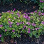 Campanula carpatica 'Karl Foerster' (Kárpáti harangvirág)