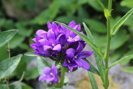 Campanula glomerata 'Freya' (Csomós harangvirág)
