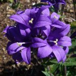 Campanula glomerata 'Joan Elliott' (Csomós harangvirág)