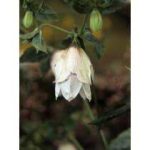 Campanula grandis 'Azure Beauty' (Harangvirág)