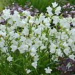 Campanula persicifolia 'White' (Baracklevelű harangvirág)
