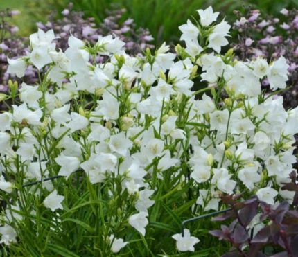 Campanula persicifolia 'White' (Baracklevelű harangvirág)