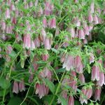Campanula punctata 'Elisabeth' (Pettyegetett harangvirág)