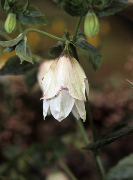Campanula punctata 'Wedding Bells' (Pettyegetett harangvirág)