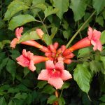 Campsis radicans -