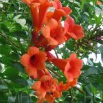 Campsis radicans 'Atropurpurea' - Piros virágú trombitafolyondár