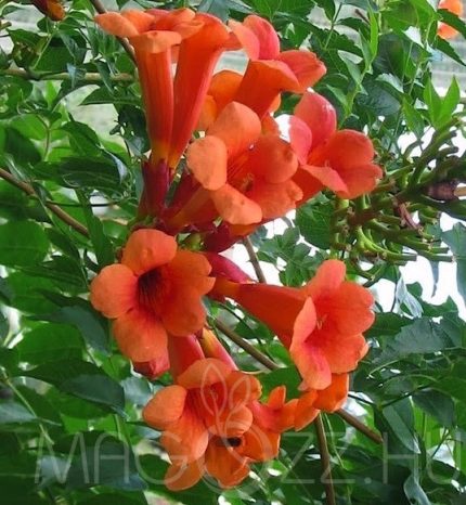 Campsis radicans 'Atropurpurea' - Piros virágú trombitafolyondár