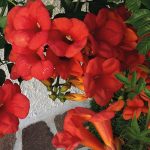 Campsis radicans 'Flamenco' - Vörös virágú trombitafolyondár