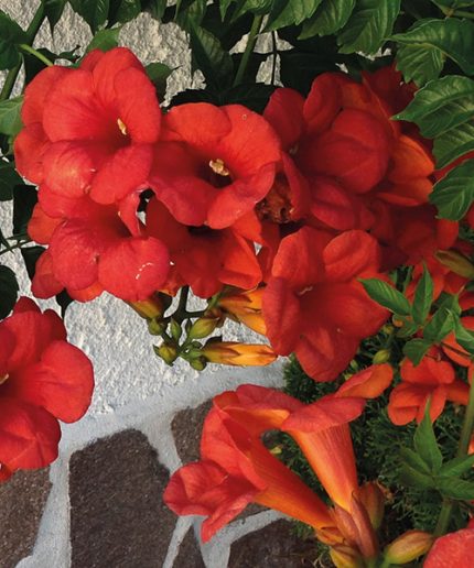 Campsis radicans 'Flamenco' - Vörös virágú trombitafolyondár