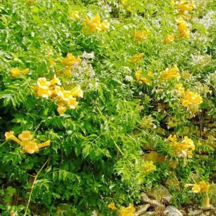 Campsis radicans 'Flava' - Trombita folyondár