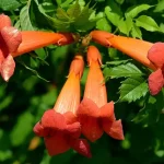 Campsis radicans Orange Storm