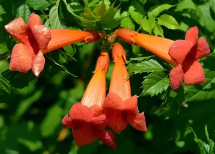 Campsis radicans Orange Storm