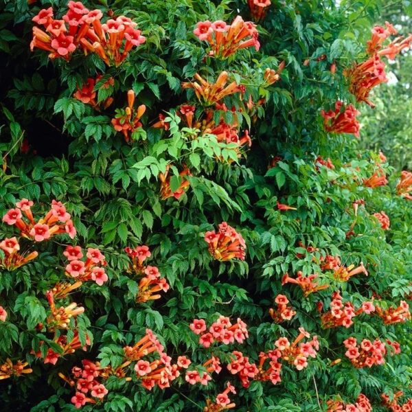 Campsis_radicans_Pink_Storm Campsis radicans Pink Storm