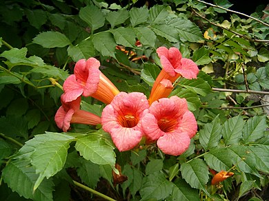 Campsis radicans 'Stromboli' - Narancspiros virágú trombitafolyondár