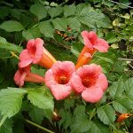 Campsis radicans 'Stromboli' - Narancspiros virágú trombitafolyondár