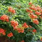 Campsis radicans 'Ursynow' - Trombita folyondár