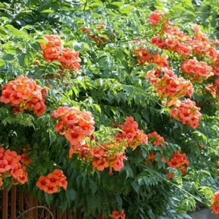 Campsis radicans 'Ursynow' - Trombita folyondár
