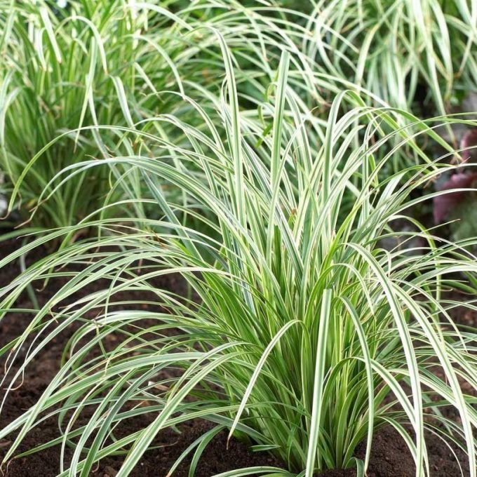 Carex dolicostachya 'Silver Sceptre' (Japán sás) /ezüstös lomb/