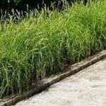 Carex muskingumensis 'Silberstreif' (Pálmalevelű sás)