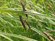 CAREX NIGRA - Fekete sás kerti tavi növény