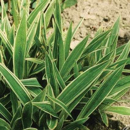 Carex siderosticha 'Variegata' (Sás)